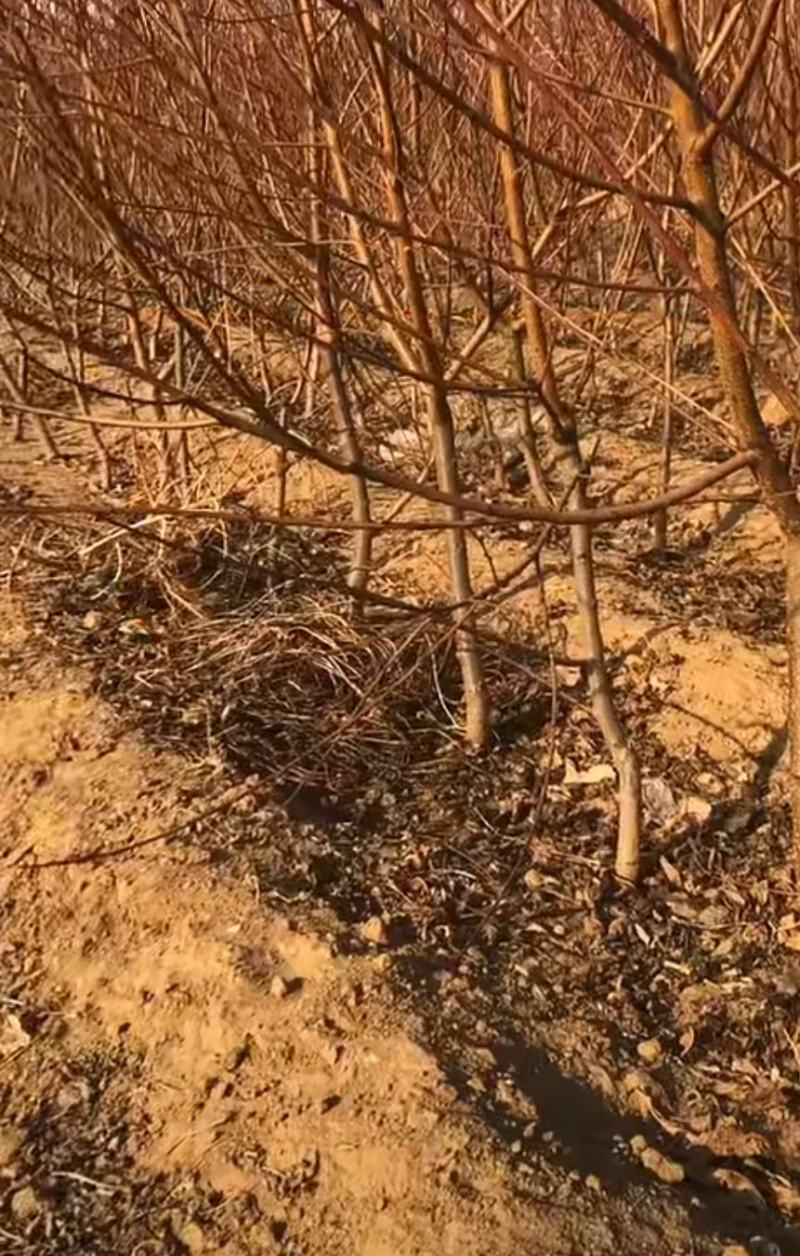 沂蒙映霜红桃新品种嫁接桃树苗现挖现发包成活包结果