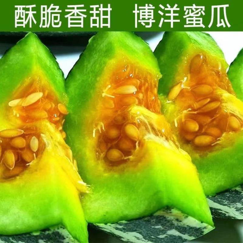 山东正宗头茬博洋9号甜瓜香脆瓜爽口瓜