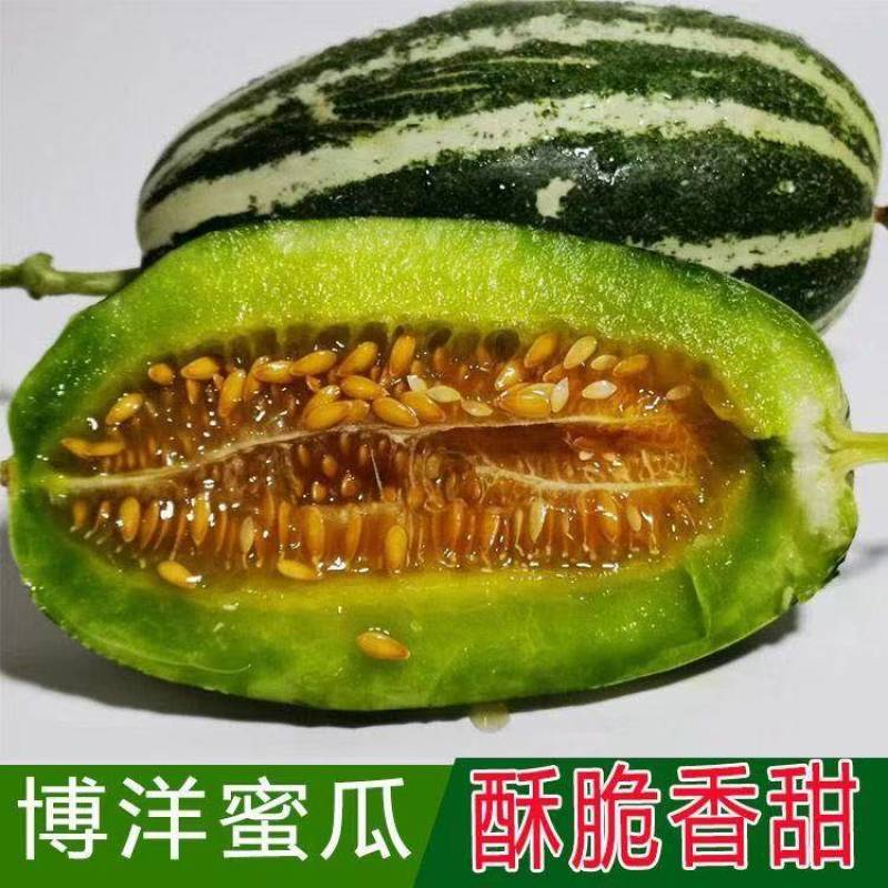 山东正宗头茬博洋9号甜瓜香脆瓜爽口瓜
