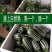 山东正宗头茬博洋9号甜瓜香脆瓜爽口瓜