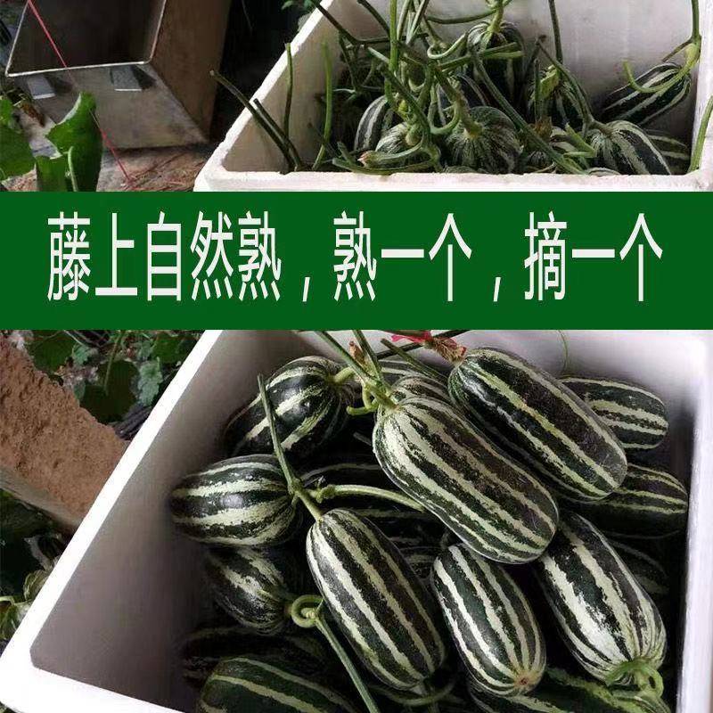 山东正宗头茬博洋9号甜瓜香脆瓜爽口瓜