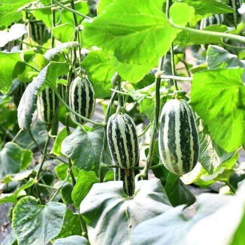 山东正宗头茬博洋9号甜瓜香脆瓜爽口瓜