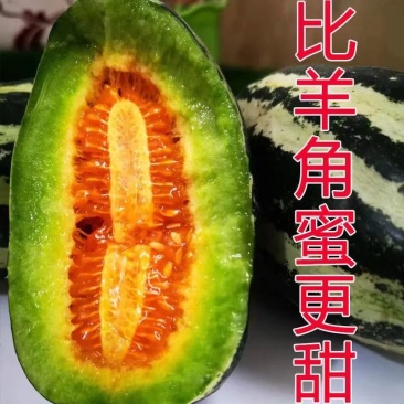 山东正宗头茬博洋9号甜瓜香脆瓜爽口瓜