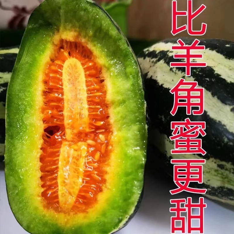 山东正宗头茬博洋9号甜瓜香脆瓜爽口瓜