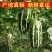 山东正宗头茬博洋9号甜瓜香脆瓜爽口瓜