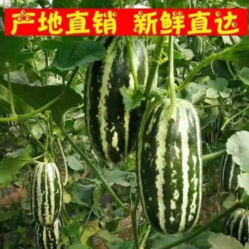 山东正宗头茬博洋9号甜瓜香脆瓜爽口瓜