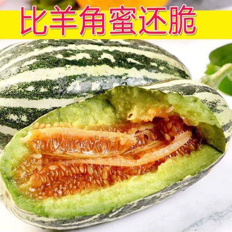 山东正宗头茬博洋9号甜瓜香脆瓜爽口瓜