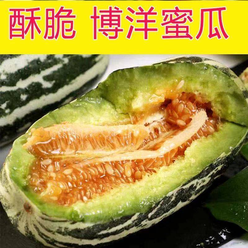山东正宗头茬博洋9号甜瓜香脆瓜爽口瓜