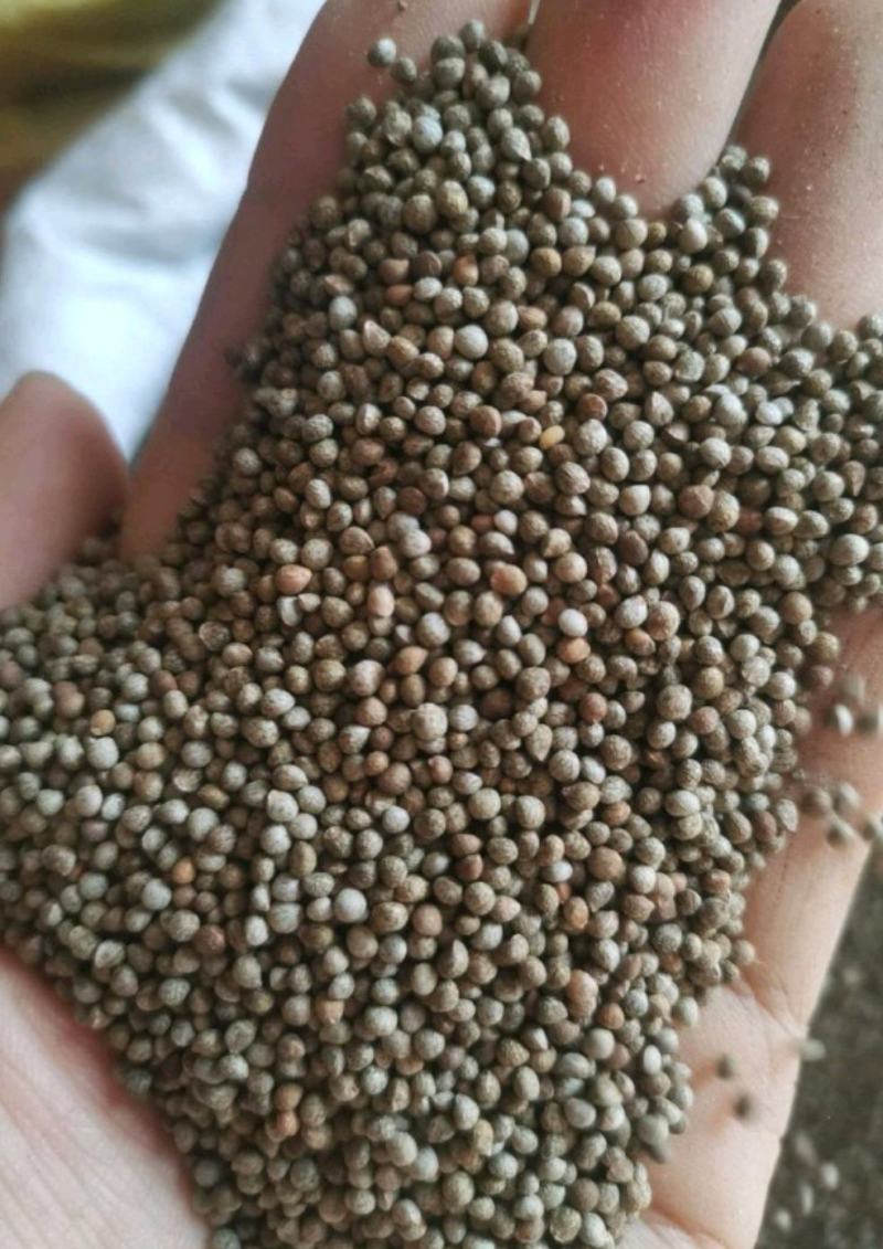 紫苏子正品药用非油苏子干净无杂实拍