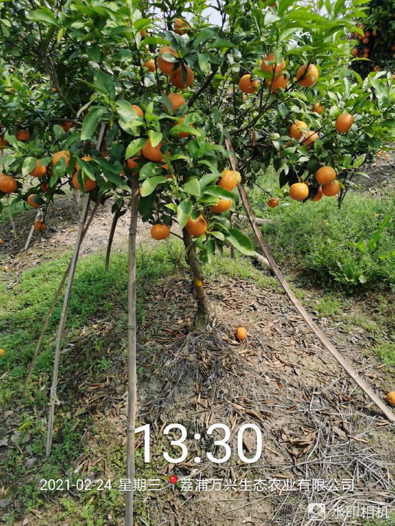 荔浦万兴生态农业，正宗沃柑地苗，叶面清秀，根须好