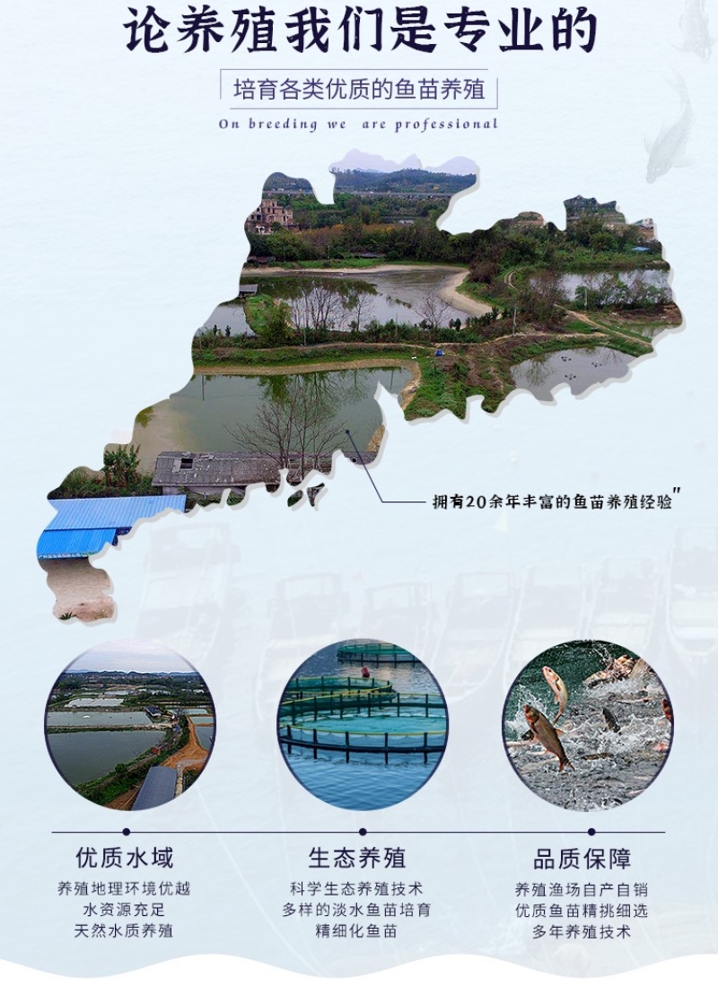 黄颡鱼苗活体黄骨鱼苗淡水养殖昂刺食用黄丫头黄鸭叫黄辣丁小