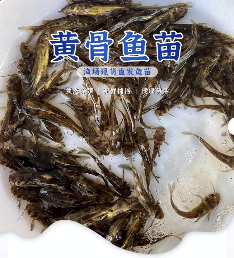 黄颡鱼苗活体黄骨鱼苗淡水养殖昂刺食用黄丫头黄鸭叫黄辣丁小