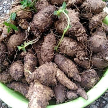 药、食同用纯野生四叶参