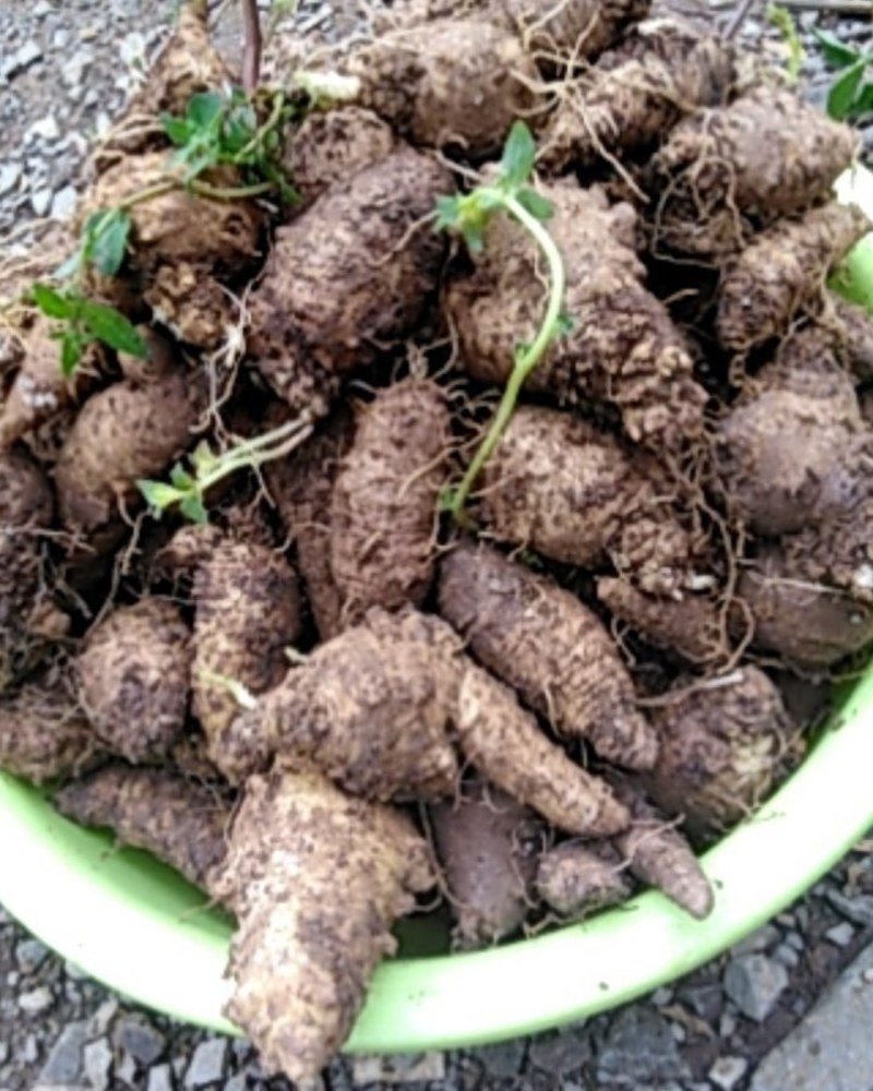药、食同用纯野生四叶参