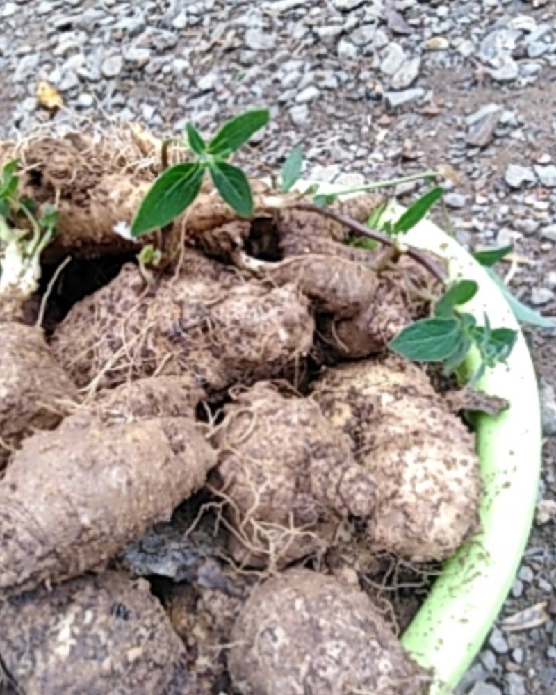 药、食同用纯野生四叶参