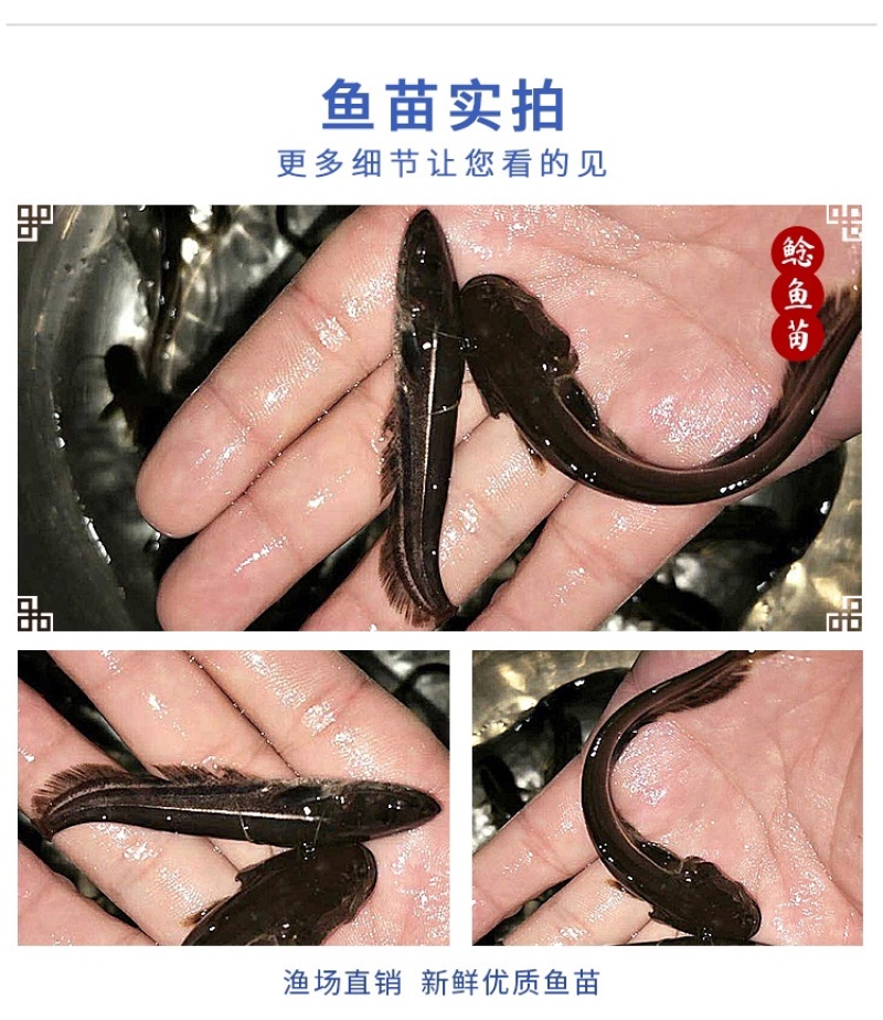 大口鲶鱼苗杂交大口鲶鱼苗广东大口鲶鱼苗南方大口鲶鱼苗
