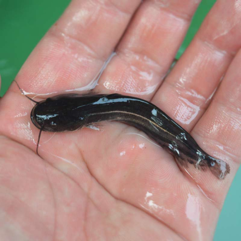 大口鲶鱼苗杂交大口鲶鱼苗广东大口鲶鱼苗南方大口鲶鱼苗