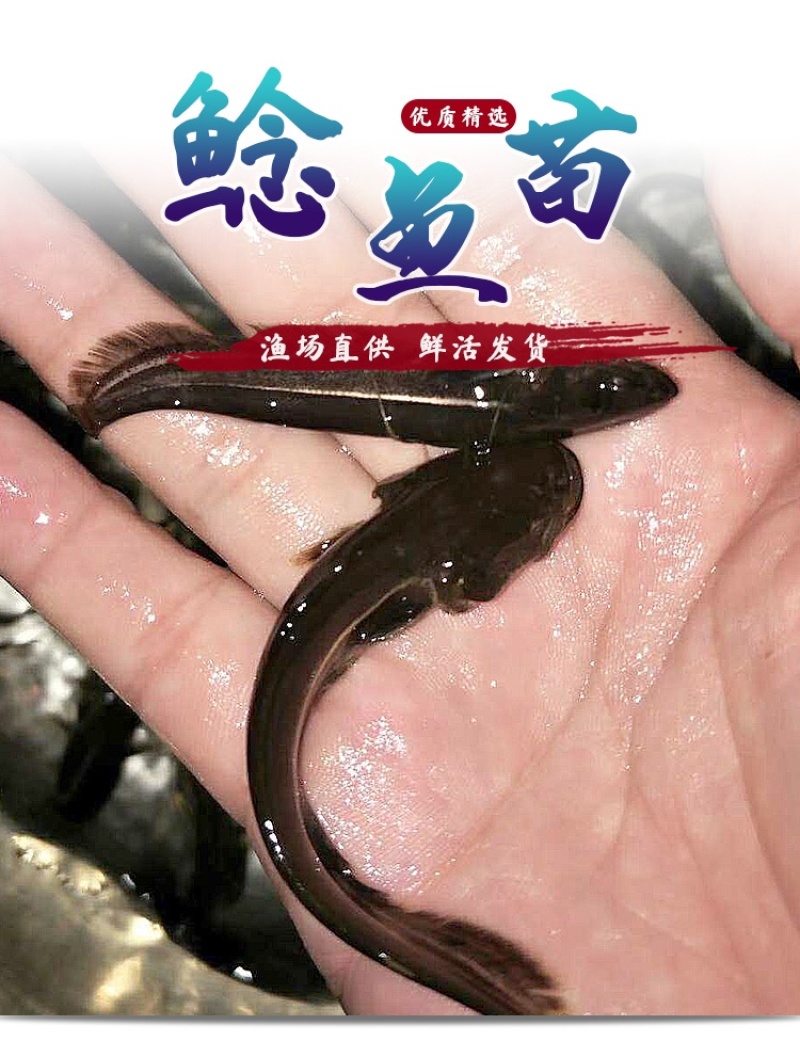 大口鲶鱼苗杂交大口鲶鱼苗广东大口鲶鱼苗南方大口鲶鱼苗