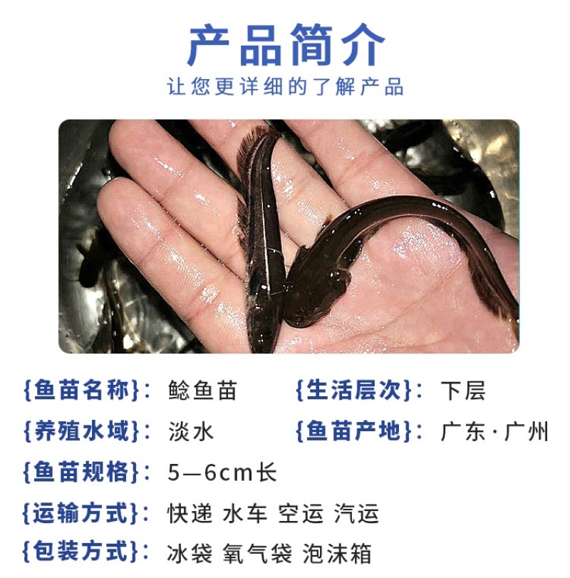 大口鲶鱼苗杂交大口鲶鱼苗广东大口鲶鱼苗南方大口鲶鱼苗