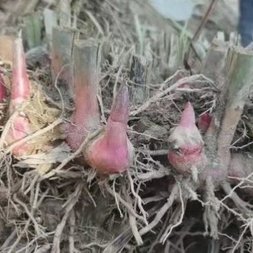 南姜苗现挖新鲜山姜苗
