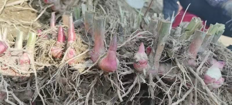 南姜苗现挖新鲜山姜苗