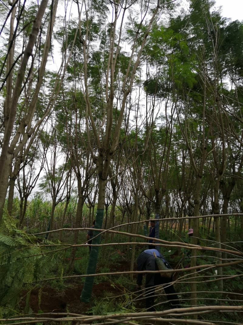 蓝花楹，单杆，丛生都有