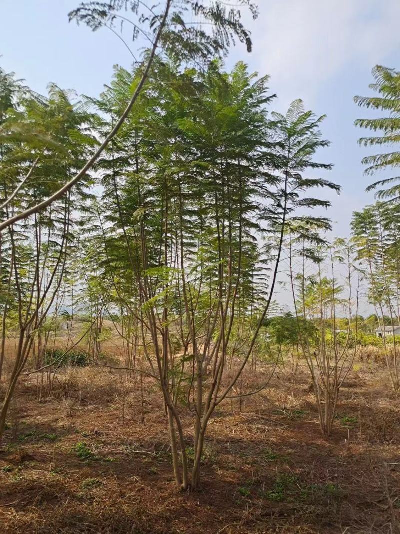 蓝花楹，单杆，丛生都有