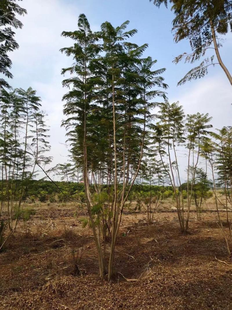 蓝花楹，单杆，丛生都有