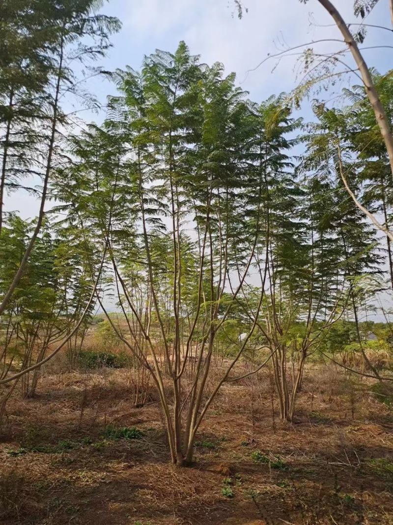 蓝花楹，单杆，丛生都有