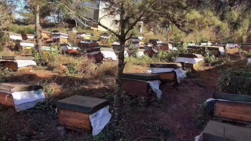 蜂巢蜜甘甜爽口蜜味香浓一件90斤价格美丽