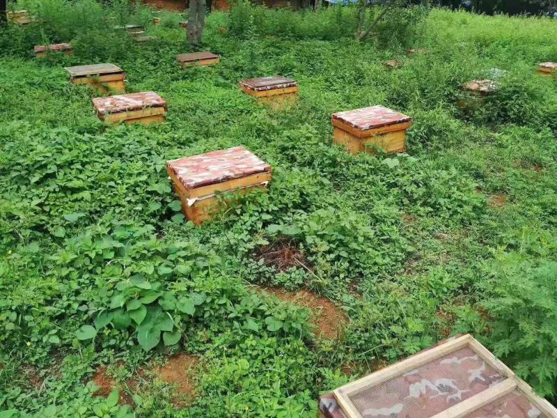 蜂巢蜜甘甜爽口蜜味香浓一件90斤价格美丽