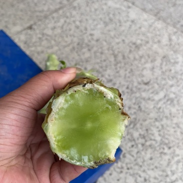 红叶莴笋杆子货价格美丽