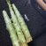 红叶莴笋杆子货价格美丽