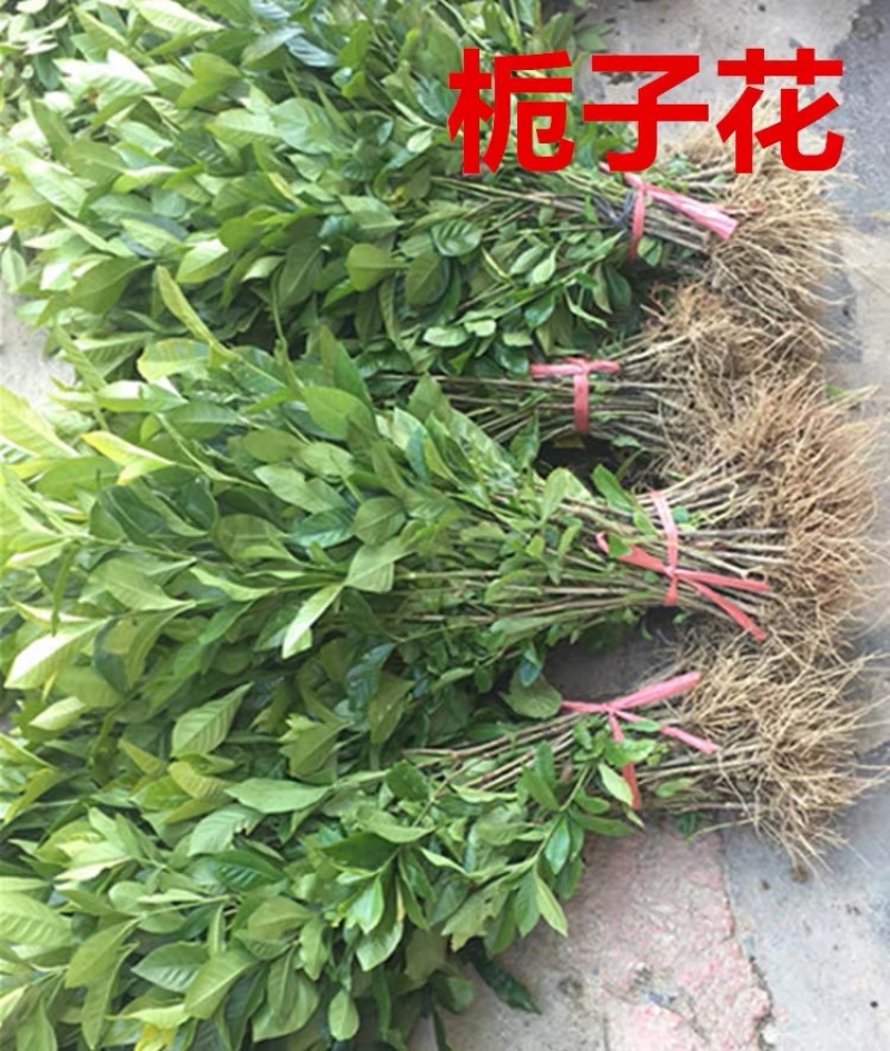 优质栀子花四季开花盆栽花卉绿植地栽量大优惠