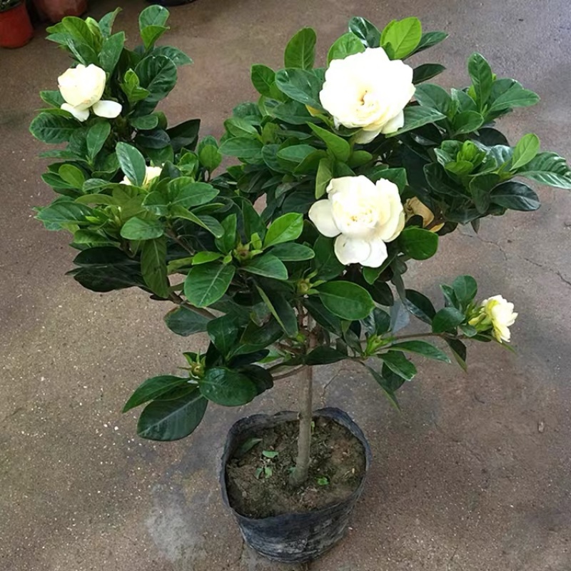 优质栀子花四季开花盆栽花卉绿植地栽量大优惠