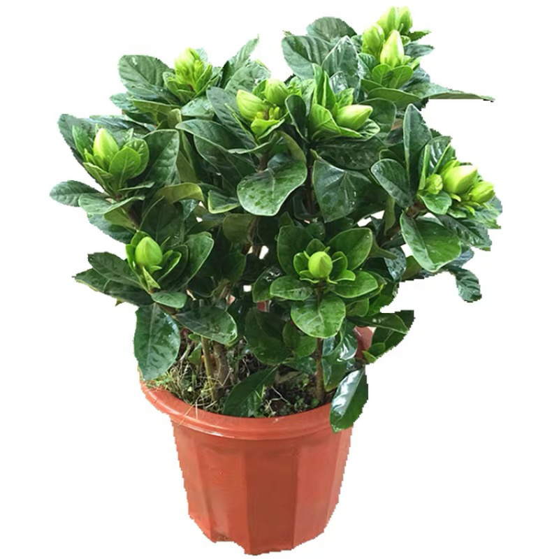 优质栀子花四季开花盆栽花卉绿植地栽量大优惠