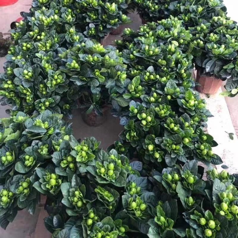 优质栀子花四季开花盆栽花卉绿植地栽量大优惠