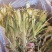 霸王花，干度好，颜色好，一件20斤，质量保证，价格便宜！