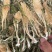 霸王花，干度好，颜色好，一件20斤，质量保证，价格便宜！