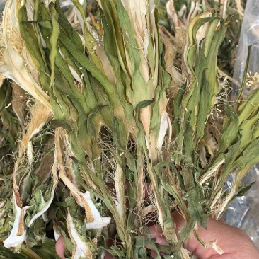 霸王花，干度好，颜色好，一件20斤，质量保证，价格便宜！