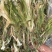 霸王花，干度好，颜色好，一件20斤，质量保证，价格便宜！