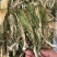 霸王花，干度好，颜色好，一件20斤，质量保证，价格便宜！