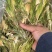 霸王花，干度好，颜色好，一件20斤，质量保证，价格便宜！
