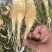 霸王花，干度好，颜色好，一件20斤，质量保证，价格便宜！