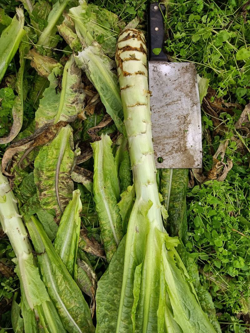 尖叶红皮窝笋，价格美丽