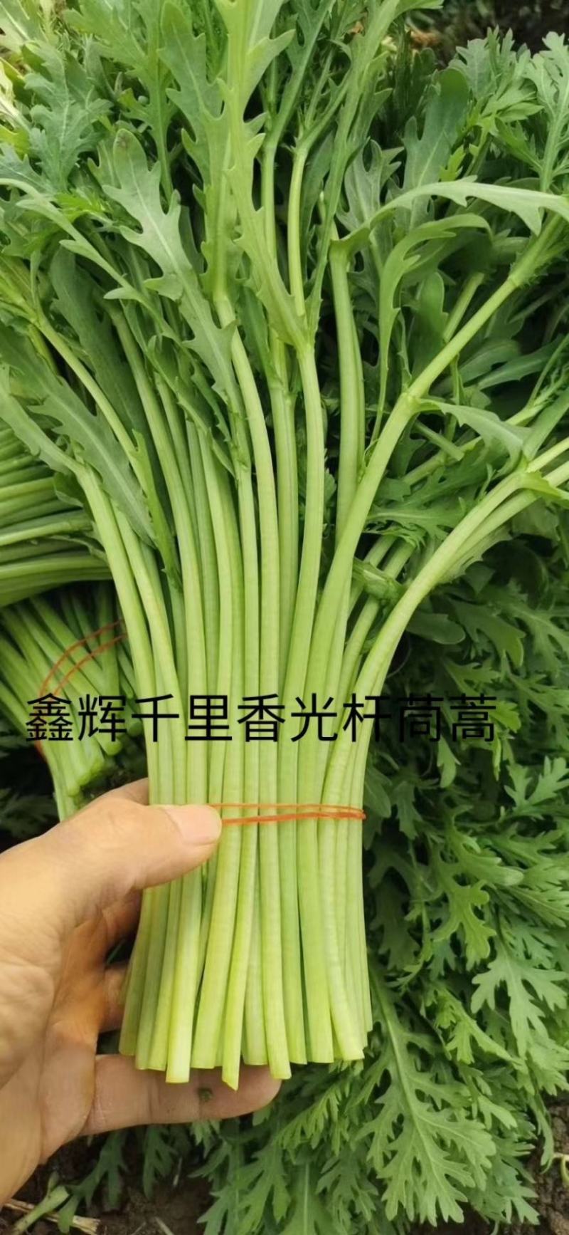 精品光杆茼蒿种子出芽率高根系发达长势快产量高绿杆清秀