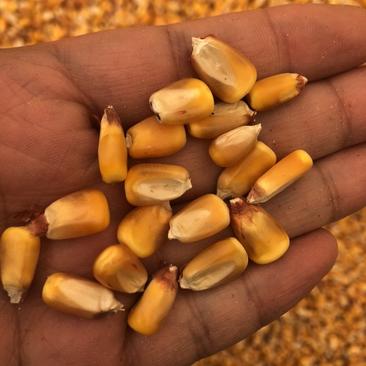 本地出售本地自然干玉米，有需要的养殖户玉米经销商来谈