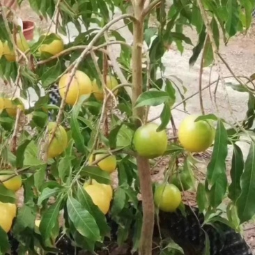 黄晶果苗。生长快速，管理轻松，产量高，种植次年结果