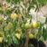 黄晶果苗。生长快速，管理轻松，产量高，种植次年结果