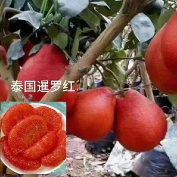 泰国暹罗红蜜柚，进口品种，种植次年结果。